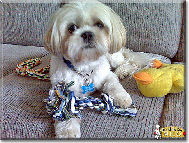 Milo the Shih Tzu, the Dog of the Day