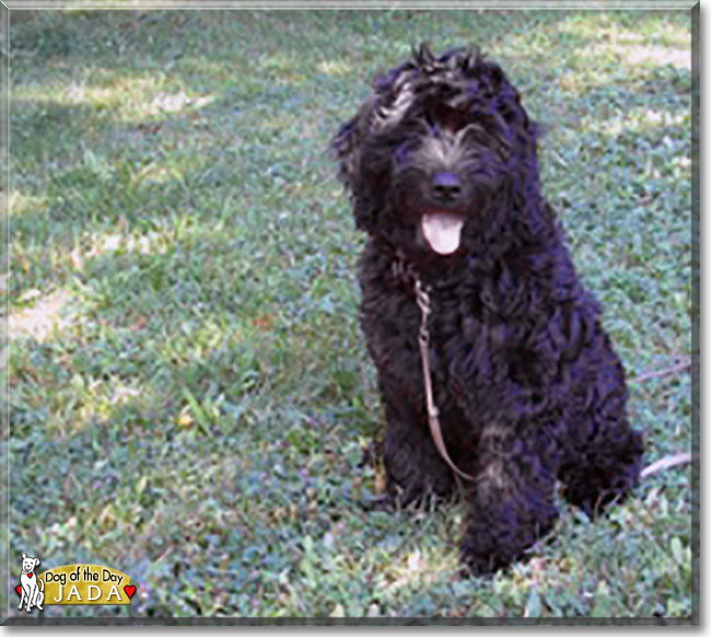 Jada the Golden Retriever, Poodle mix, the Dog of the Day