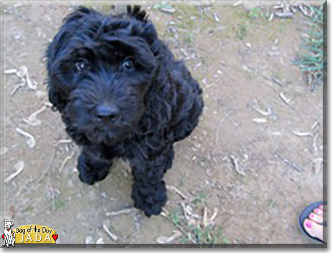 Jada the Golden Retriever, Poodle mix, the Dog of the Day