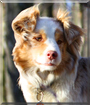 Yazkin the Australian Shepherd