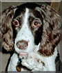 Max the English Springer Spaniel