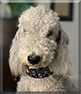 Bedlam the Bedlington Terrier