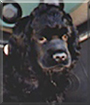 Blackie the American Cocker Spaniel