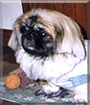 Keropi the Pekingese