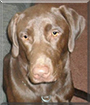 Meeka the Labrador Retriever