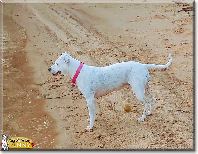 Penny the American Pitbull Terrier, the Dog of the Day