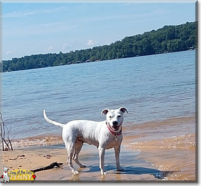 Penny the American Pitbull Terrier, the Dog of the Day