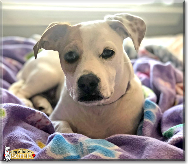 Sophie the Dachshund mix, the Dog of the Day