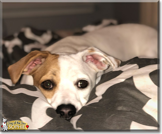 Sophie the Dachshund mix, the Dog of the Day