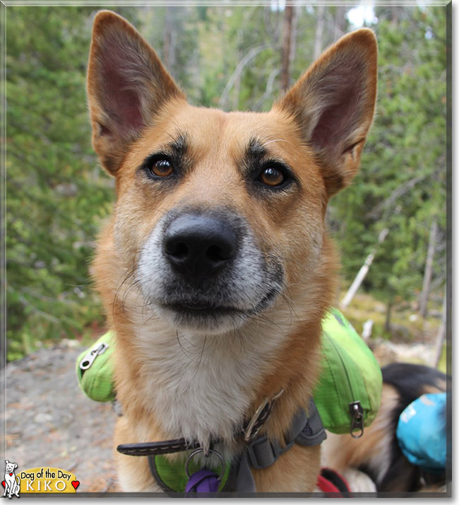 Kiko the Heeler mix, the Dog of the Day