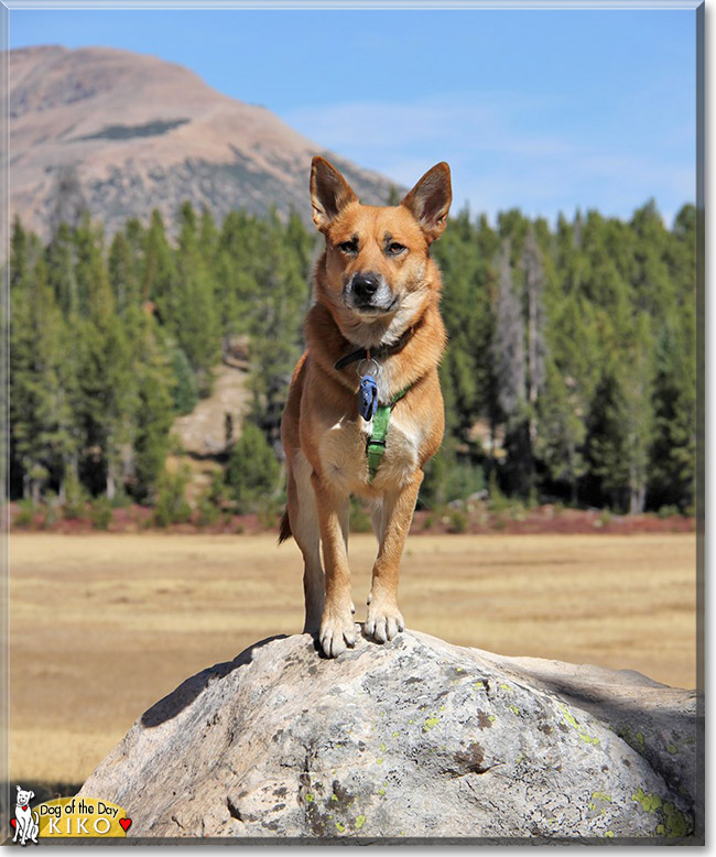 Kiko the Heeler mix, the Dog of the Day