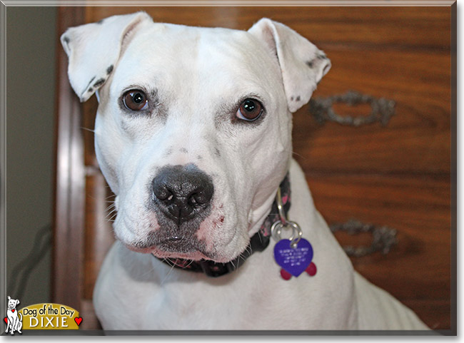 Dixie the American Staffordshire terrier mix, the Dog of the Day