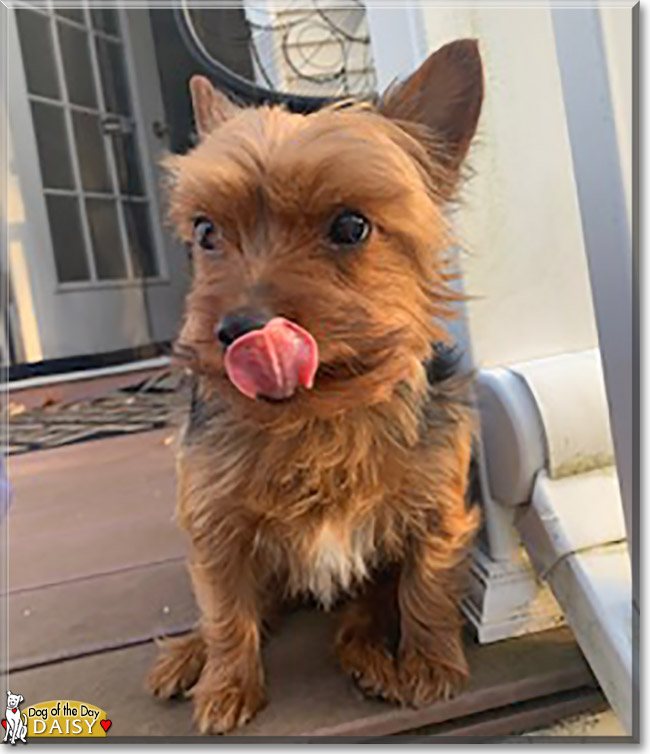 Daisy the Yorkshire Terrier, the Dogs of the Day