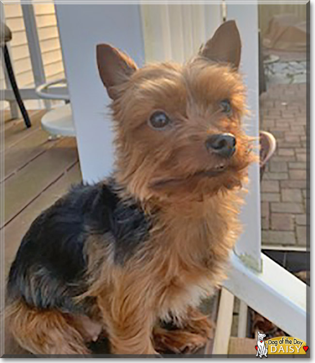 Daisy the Yorkshire Terrier, the Dogs of the Day