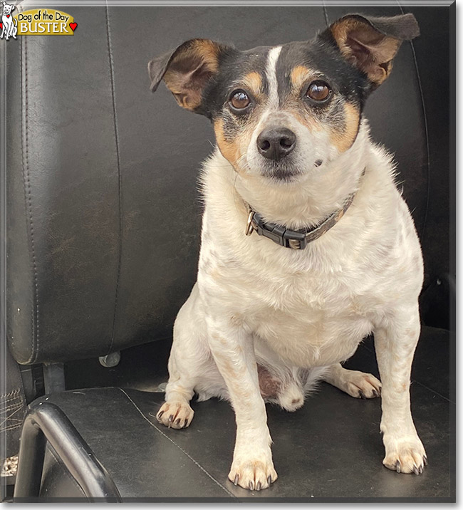 Buster the Jack Russell Terrier, the Dog of the Day