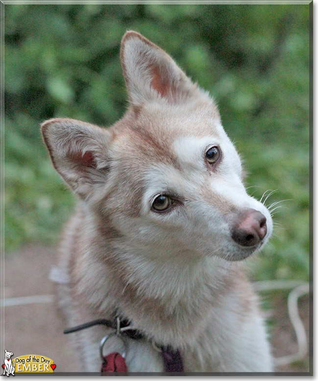 Ember the Alaskan Klee Kai, the Dog of the Day