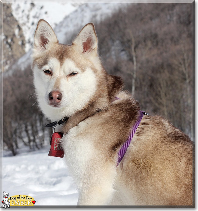 Ember the Alaskan Klee Kai, the Dog of the Day