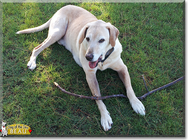 Beau the Labrador Retriever, the Dog of the Day