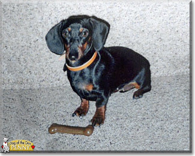 Penny the Miniature Dachshund, the Dog of the Day