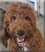 SBailey the Irish Setter, Poodle mix