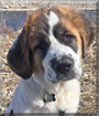 Odin the St. Bernard, Great Pyrenees mix