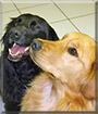 Abby the Golden Retriever, Holly the American Water Spaniel mix