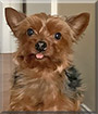 Daisy the Yorkshire Terrier