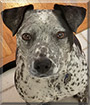 Zeplyn the Cattle Dog, Pitbull Mix