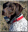 Thor the German Shorthair Pointer