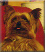 Troy the Yorkshire Terrier