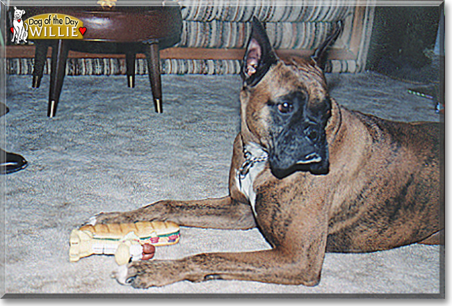 Willie the Boxer, the Dog of the Day