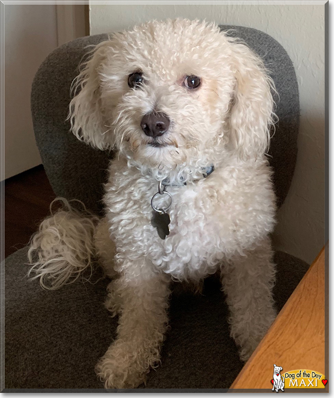 Maxi the Bichon Frisée, the Dog of the Day