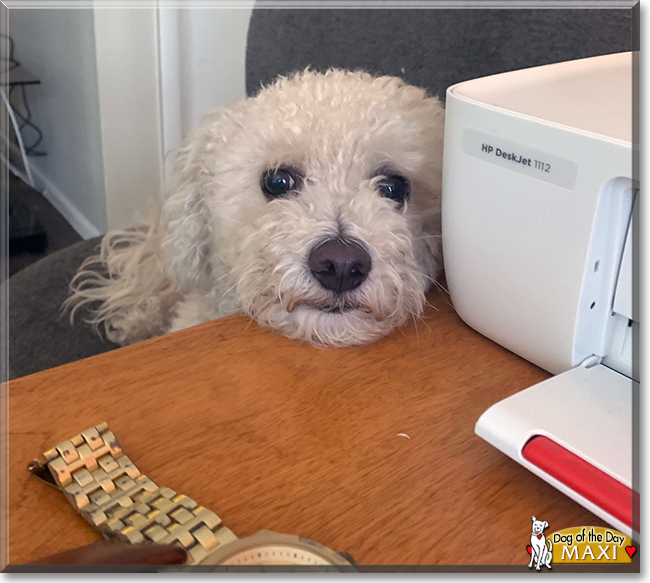 Maxi the Bichon Frisée, the Dog of the Day