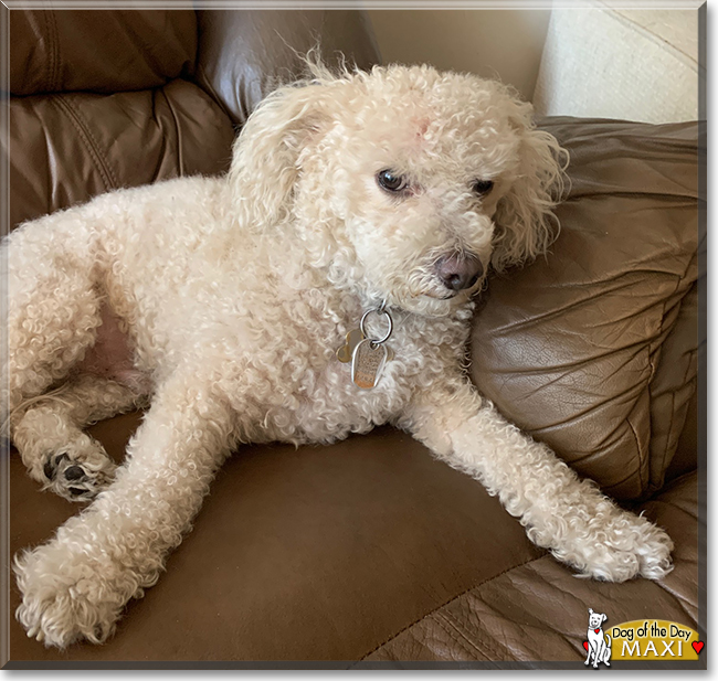 Maxi the Bichon Frisée, the Dog of the Day