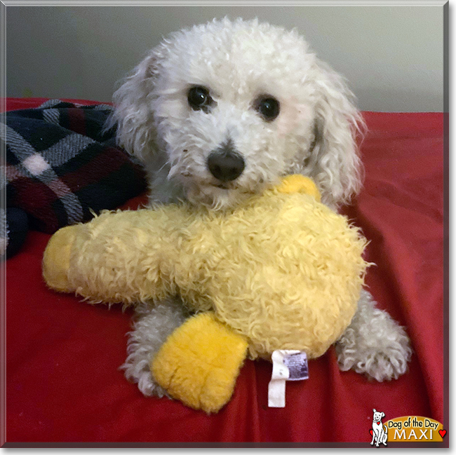 Maxi the Bichon Frisée, the Dog of the Day