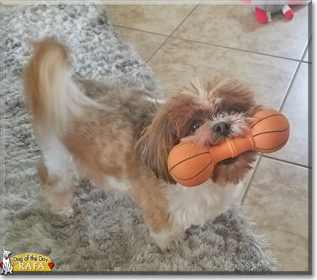 Rafa the Shih Tzu, the Dog of the Day