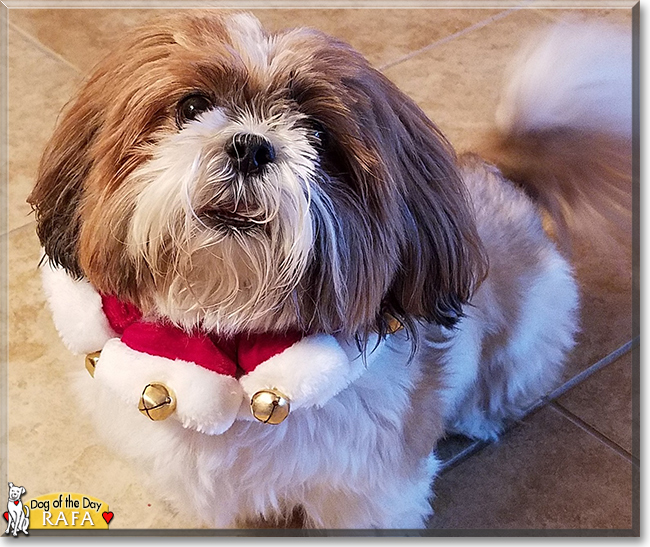 Rafa the Shih Tzu, the Dog of the Day