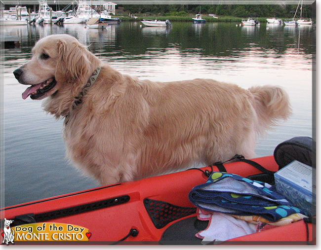 Monte Cristo the Golden Retriever, the Dog of the Day