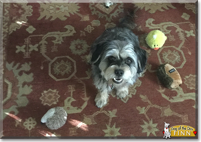 Finn the Schnauzer mix, the Dog of the Day