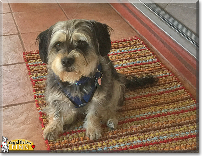 Finn the Schnauzer mix, the Dog of the Day