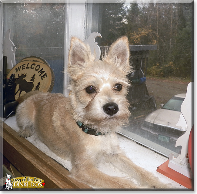 miniature schnauzer pomeranian mix