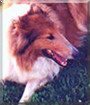 Solomon the Rough Collie