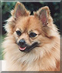 Pritzi the Pomeranian