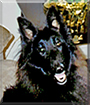 Zoey the Belgian Sheepdog