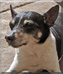 Alex the Rat Terrier