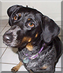 Sandy the Basset Hound, Blue Heeler mix