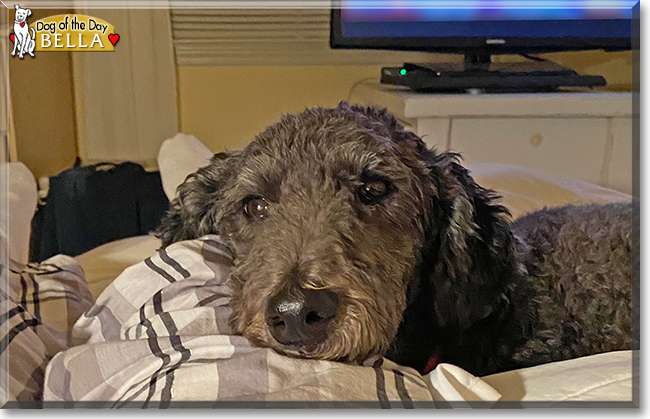 Bella the Poodle, Labrador mix, the Dog of the Day