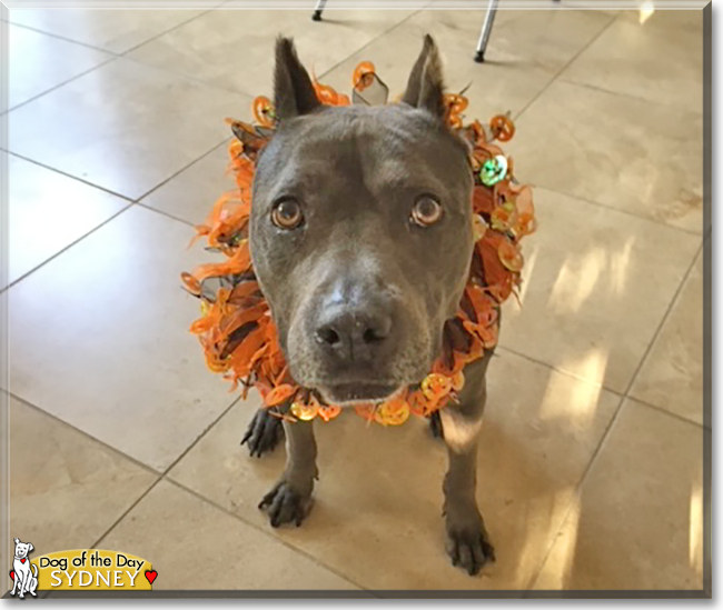 Sydney the Pitbull Terrier, the Dog of the Day