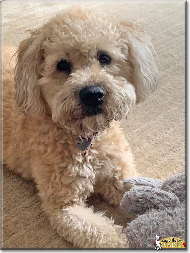 Sadie the Wheaten Terrier, the Dog of the Day