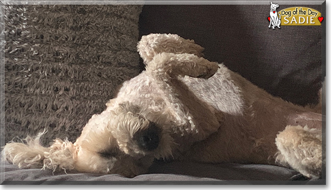 Sadie the Wheaten Terrier, the Dog of the Day